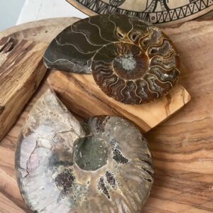 Stora ammonit kristaller